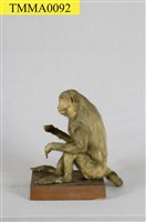 臺灣獼猴藏品圖，第8張